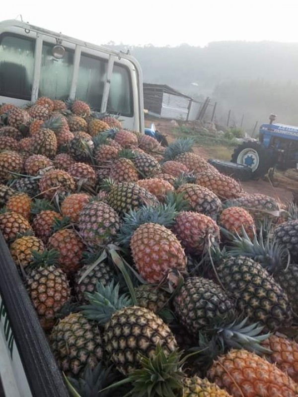 Pineapples from Tanzania
